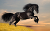 Black Stallion Image